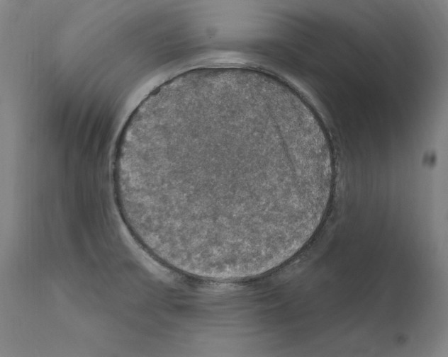 X0000111581475200908271024