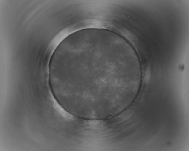 X0000111581479200908271024