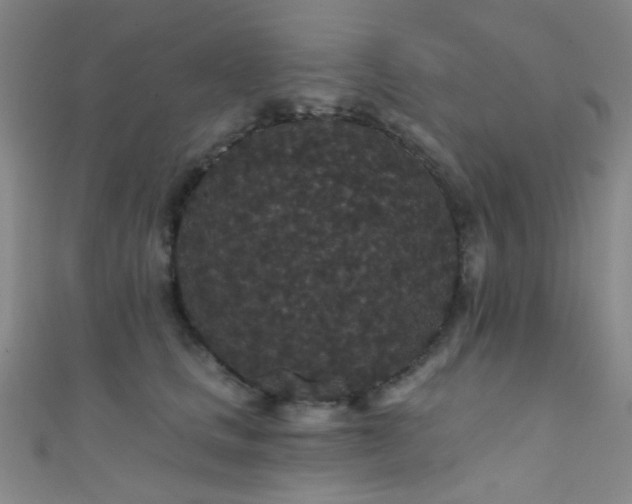 X0000111590661200907161454