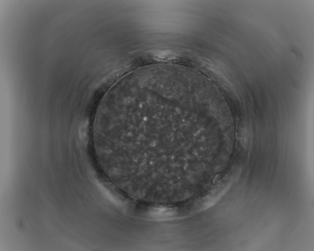 X0000111590319200907231220