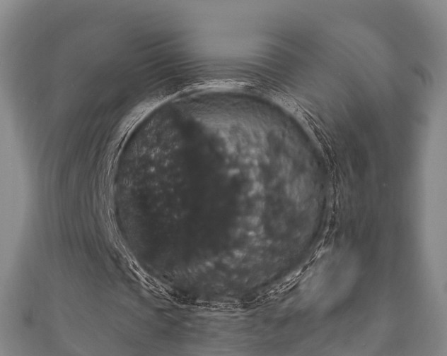 X0000111590337200907231219