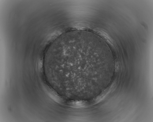 X0000111590365200907231219