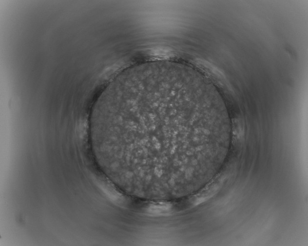 X0000111590369200907231219