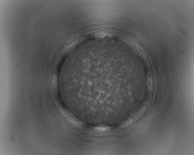 X0000111590375200907231219