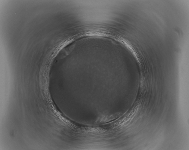 X0000111590385200907231219