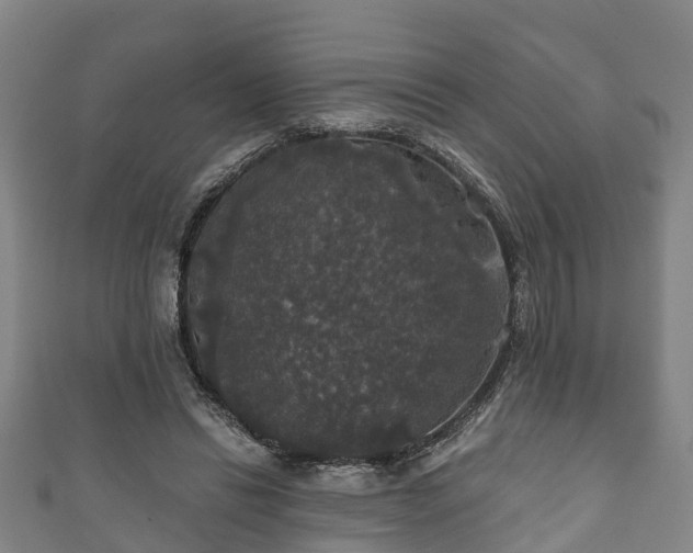 X0000111590446200907231218