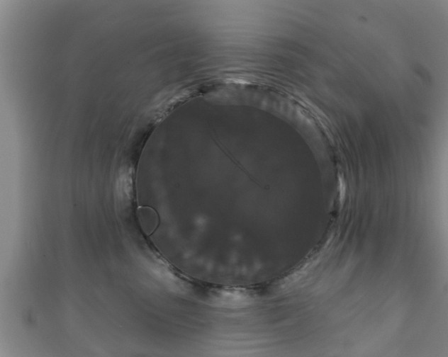 X0000111590475200907231218