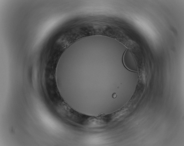 X0000111590526200907231217