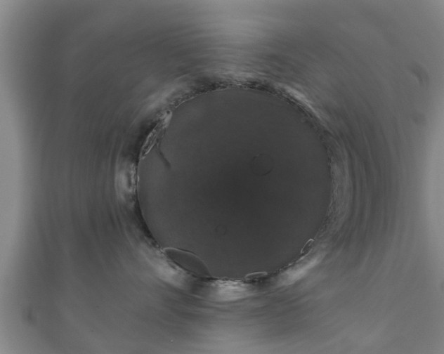 X0000111590528200907231217