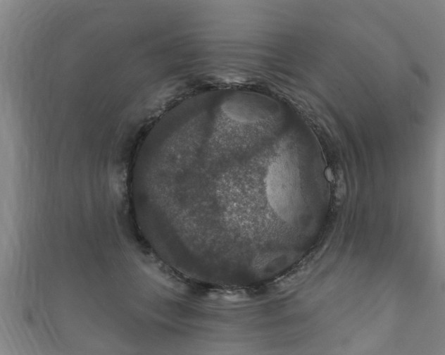 X0000111590559200907231217