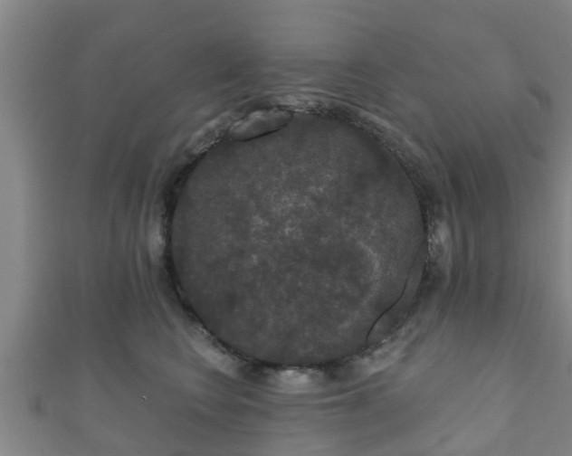 X0000111590566200907231217