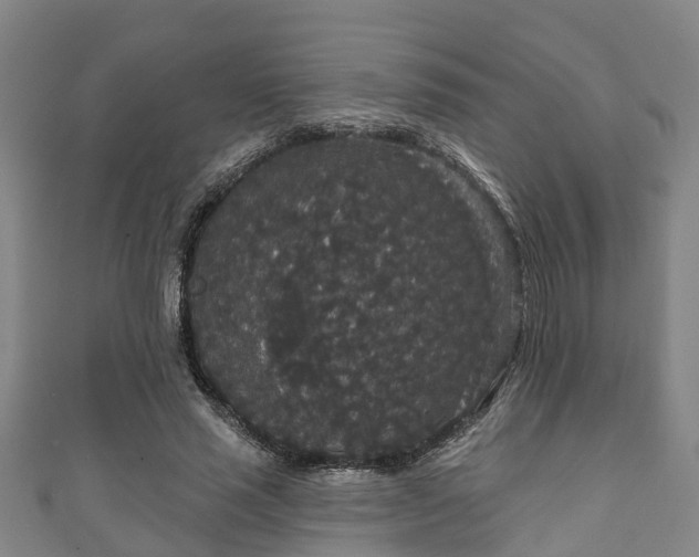 X0000111590637200907231215