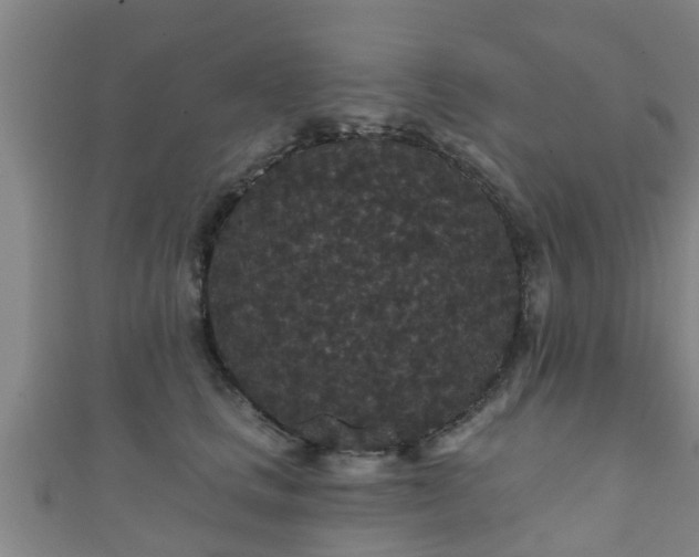 X0000111590661200907231215