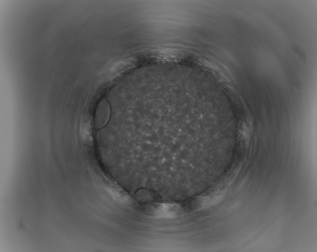 X0000111590663200907231215