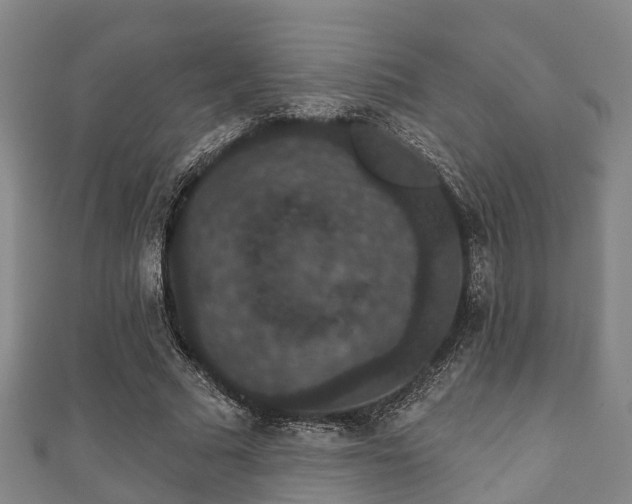 X0000111590681200907231215