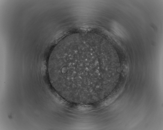 X0000111590707200907231215