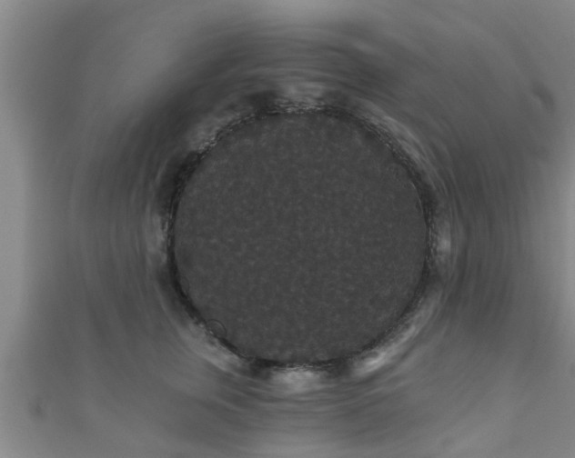 X0000111590759200907231214