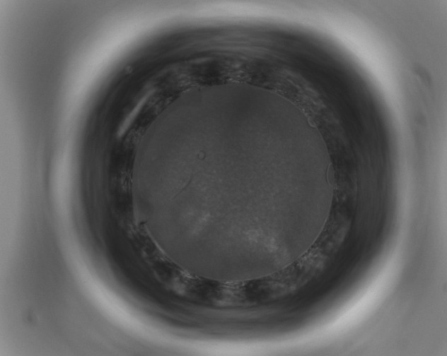 X0000111590766200907231214