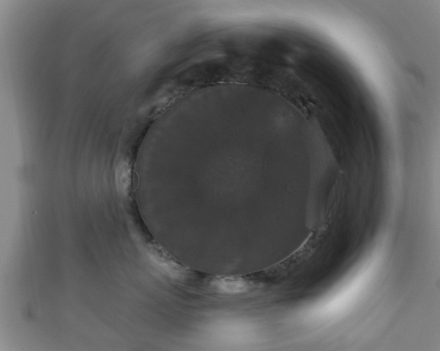 X0000111590767200907231214