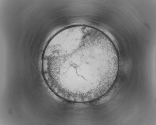 X0000111590807200907231213