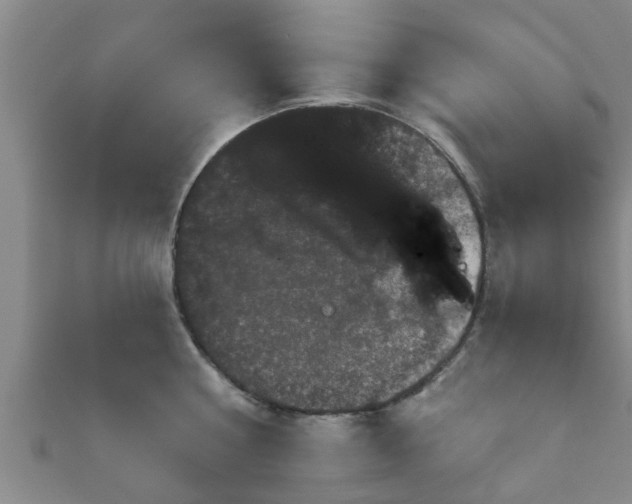 X0000111590810200907231213