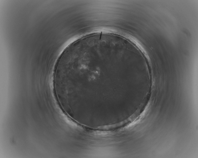 X0000111590853200907231213