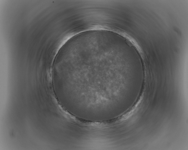 X0000111591097200907231209