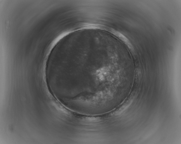 X0000111591427200907231205