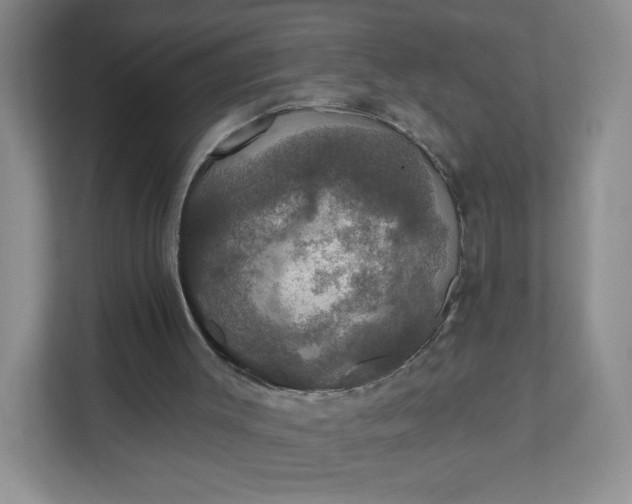 X0000111590003200907301436