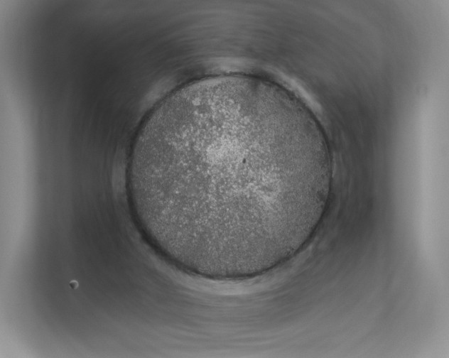 X0000111590010200907301435