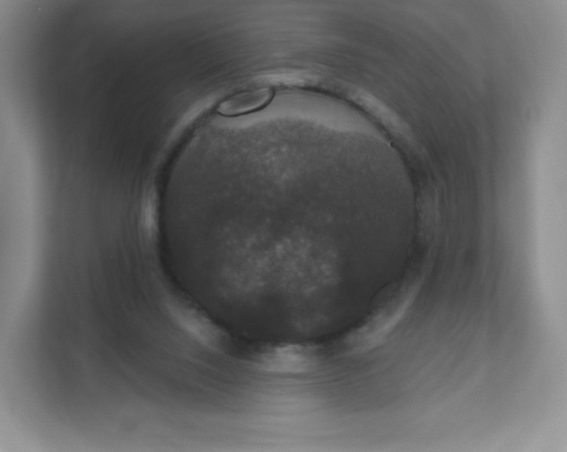 X0000111590064200907301435