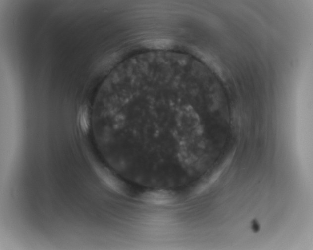 X0000111590069200907301435