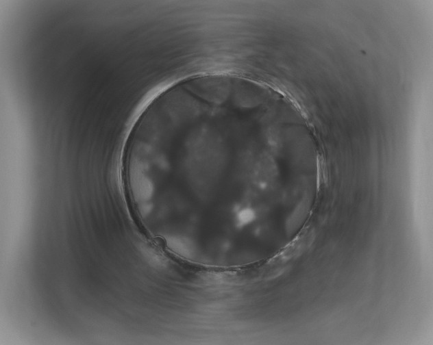 X0000111590147200907301433