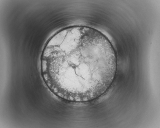 X0000111590807200907301425