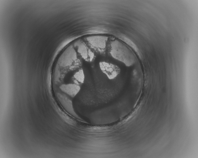 X0000111591179200907301420