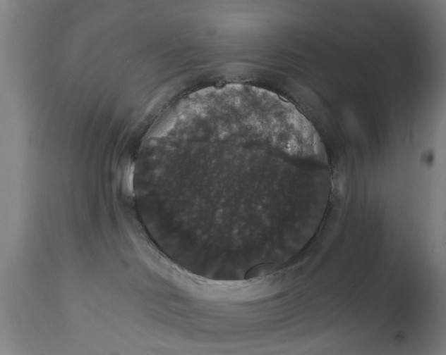 X0000111590046200908061401