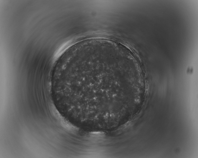 X0000111590053200908061400