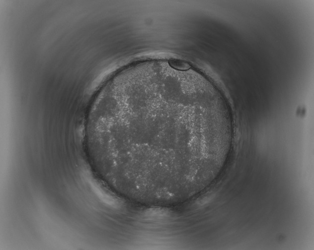 X0000111590063200908061400