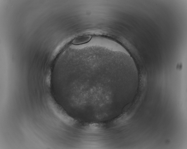 X0000111590064200908061400