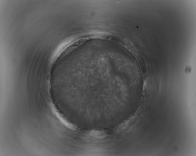 X0000111590101200908061400