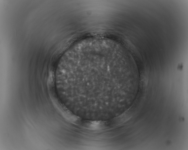 X0000111590130200908061359