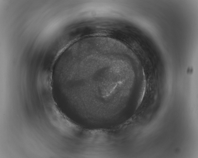 X0000111590146200908061358