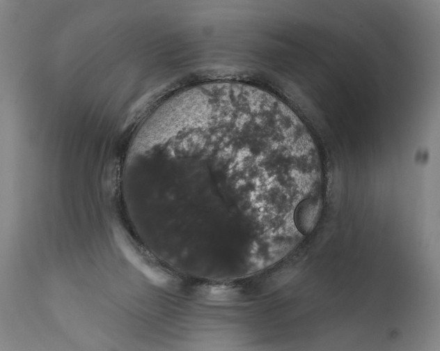 X0000111590165200908061358