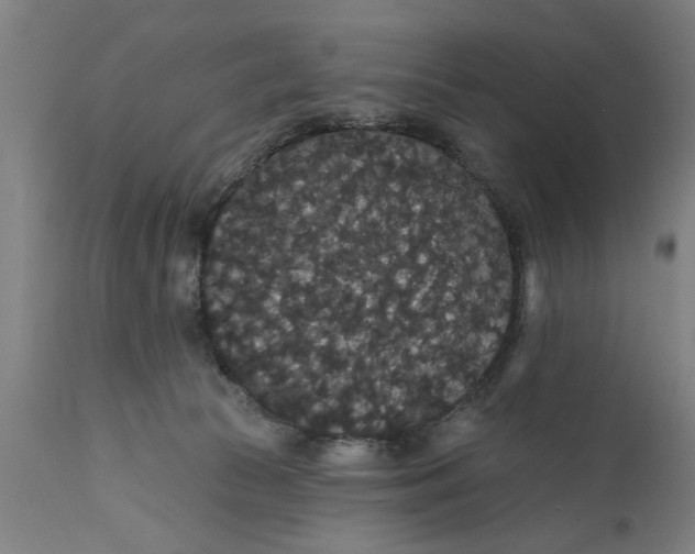 X0000111590177200908061359