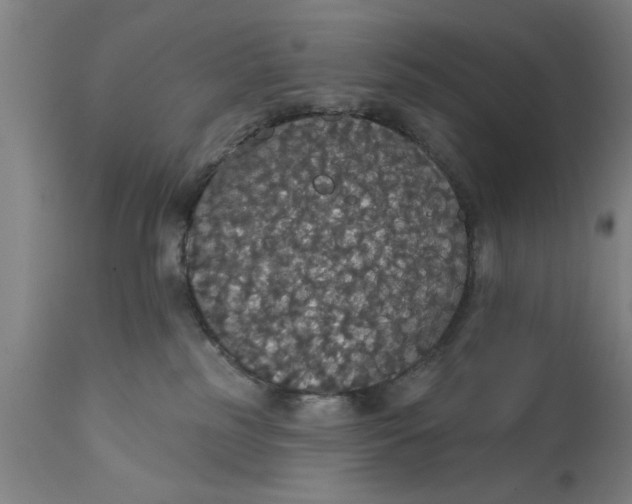 X0000111590185200908061359