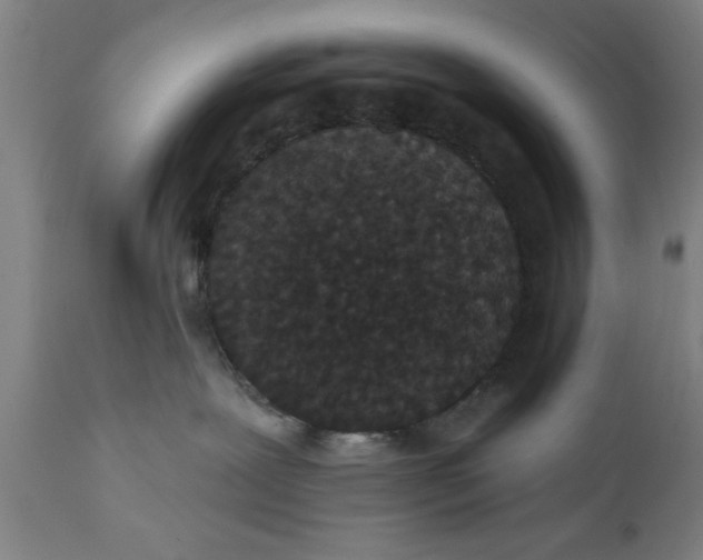 X0000111590239200908061357