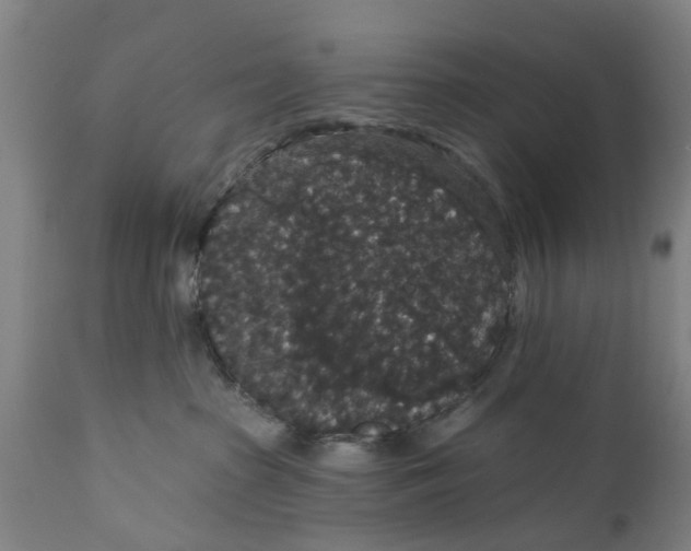 X0000111590285200908061357