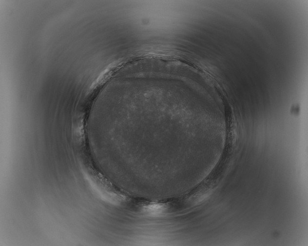 X0000111590312200908061356