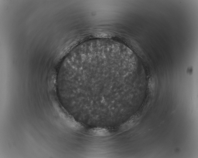 X0000111590322200908061356