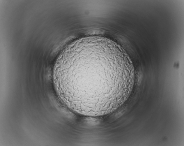 X0000111590326200908061356